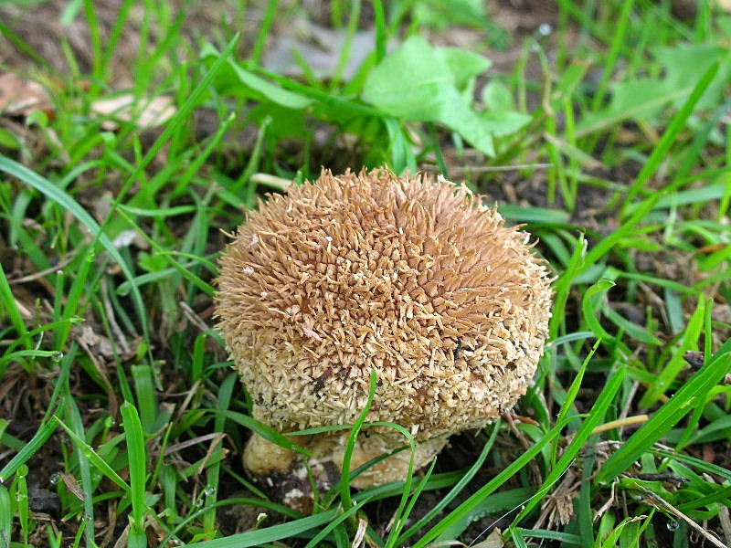 Lycoperdon echinatum